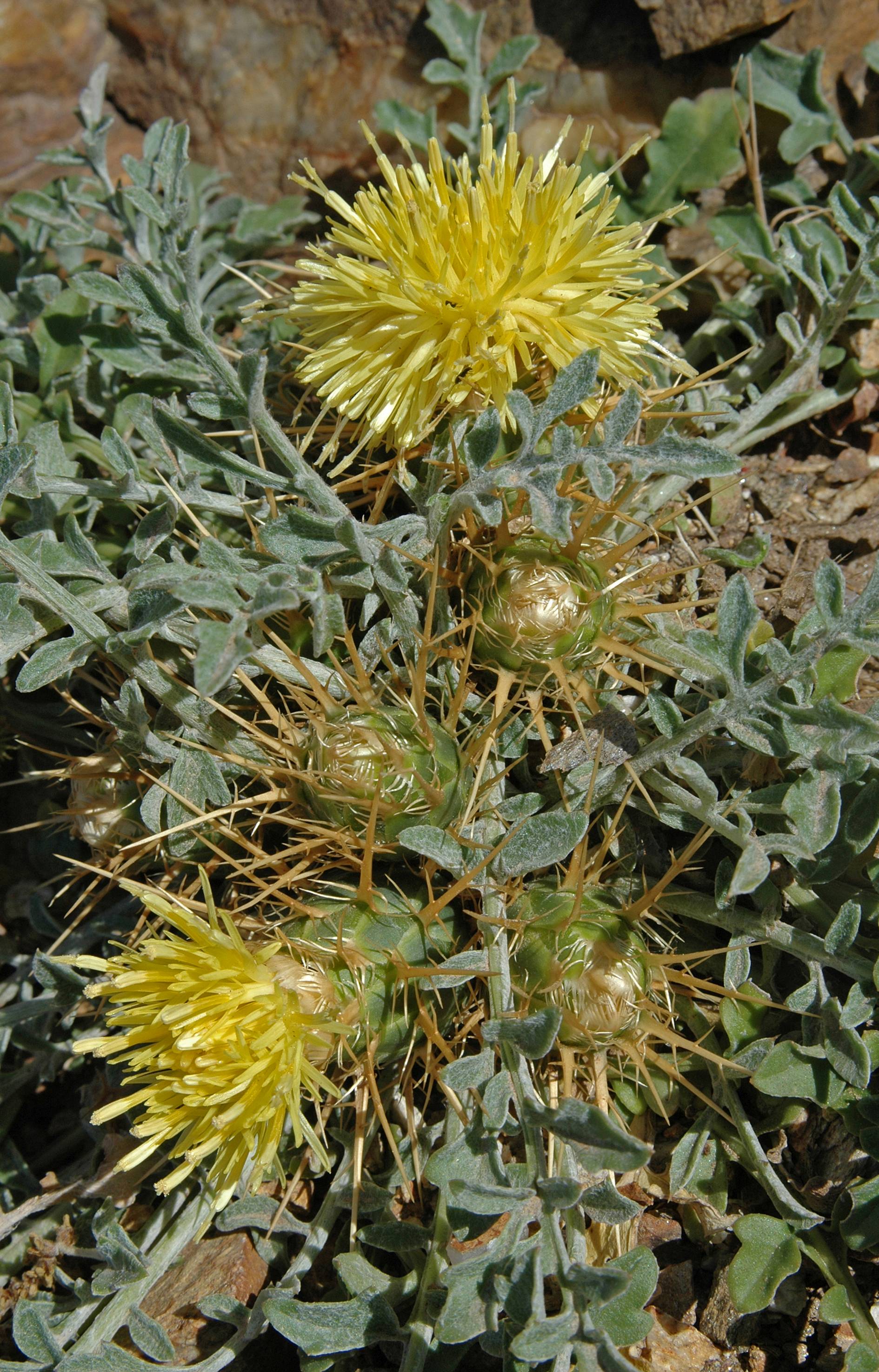 http://media.e-taxonomy.eu/flora-greece/large/Plate_03/CentaureaAcicularis7.jpg