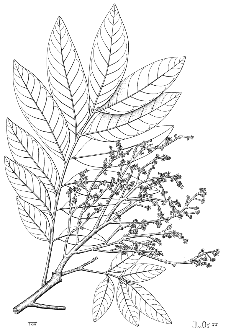 http://media.e-taxonomy.eu/flora-malesiana/fm-1-11-359.gif
