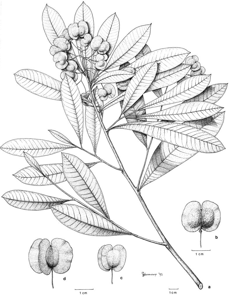 http://media.e-taxonomy.eu/flora-malesiana/fm-1-11-368.gif