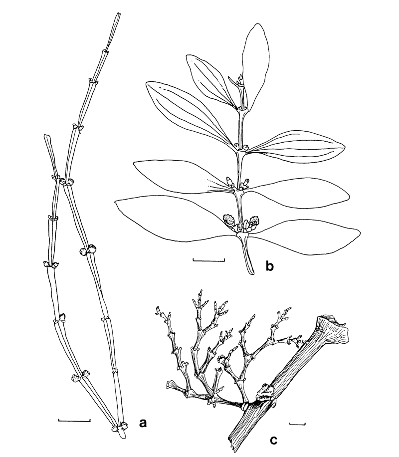 http://media.e-taxonomy.eu/flora-malesiana/fm-1-13-101.gif