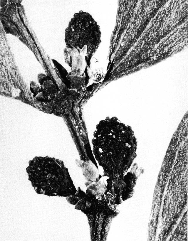 http://media.e-taxonomy.eu/flora-malesiana/fm-1-13-105.jpg
