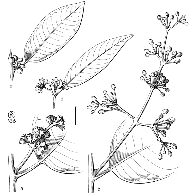 http://media.e-taxonomy.eu/flora-malesiana/fm-1-14-3235.gif