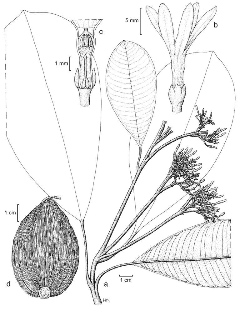 http://media.e-taxonomy.eu/flora-malesiana/fm-1-18-3596.gif