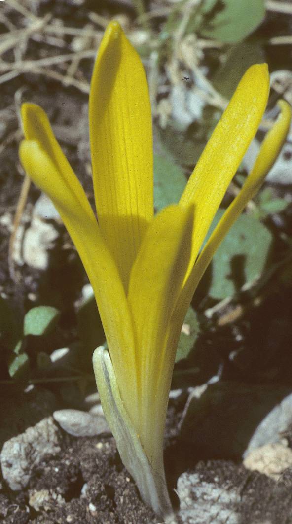 https://media.e-taxonomy.eu/flora-greece/large/Plate_01/SternbergiaColchiciflora1.jpg