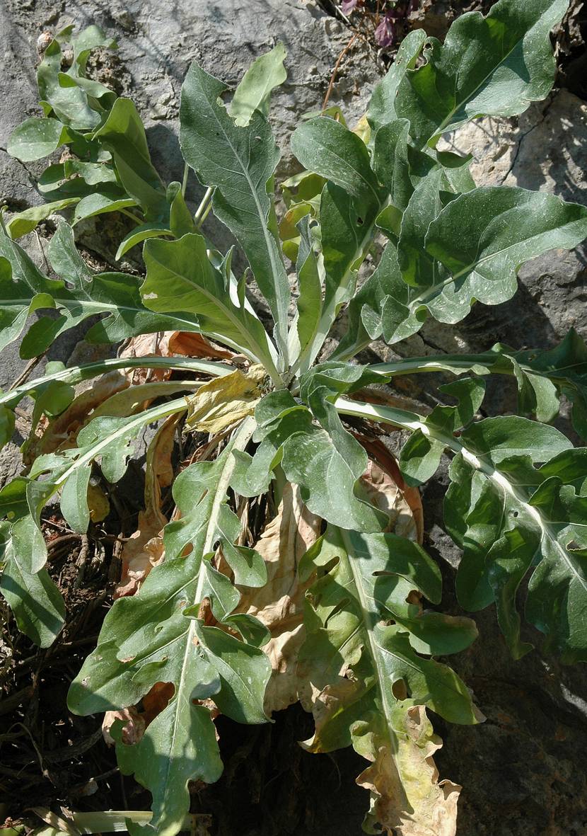 https://media.e-taxonomy.eu/flora-greece/large/Plate_03/CentaureaLactucifolia1.jpg