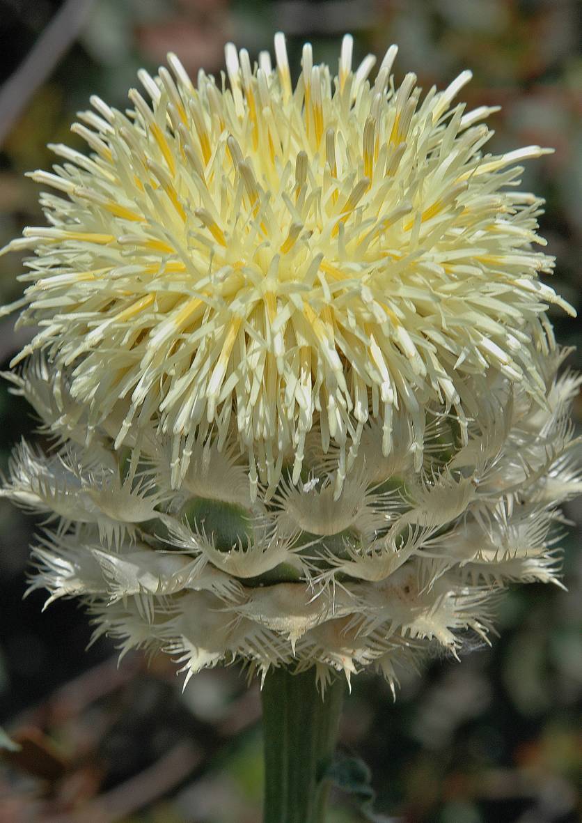 https://media.e-taxonomy.eu/flora-greece/large/Plate_03/CentaureaLactucifolia4.jpg