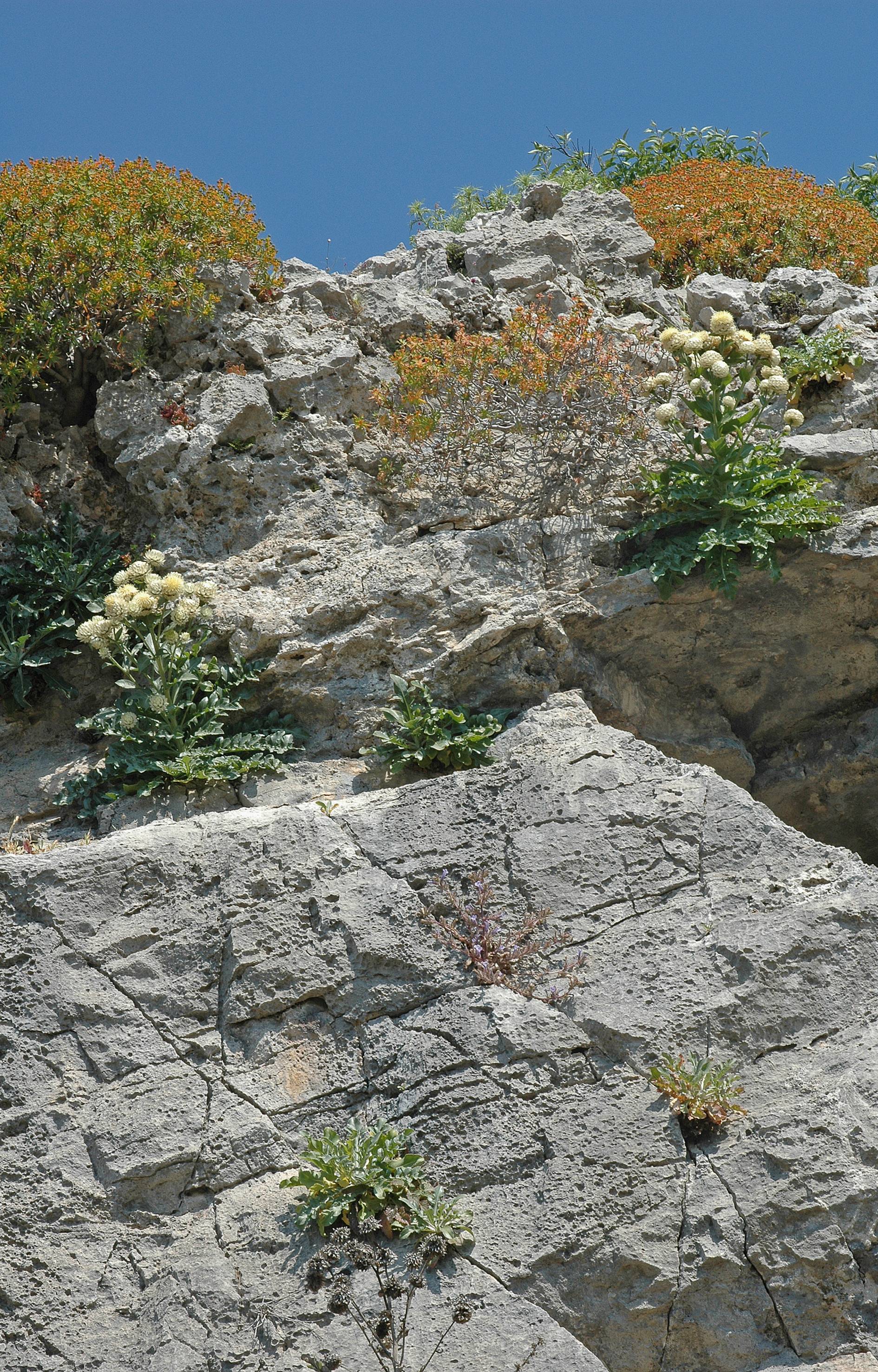 https://media.e-taxonomy.eu/flora-greece/large/Plate_03/CentaureaLactucifolia7.jpg