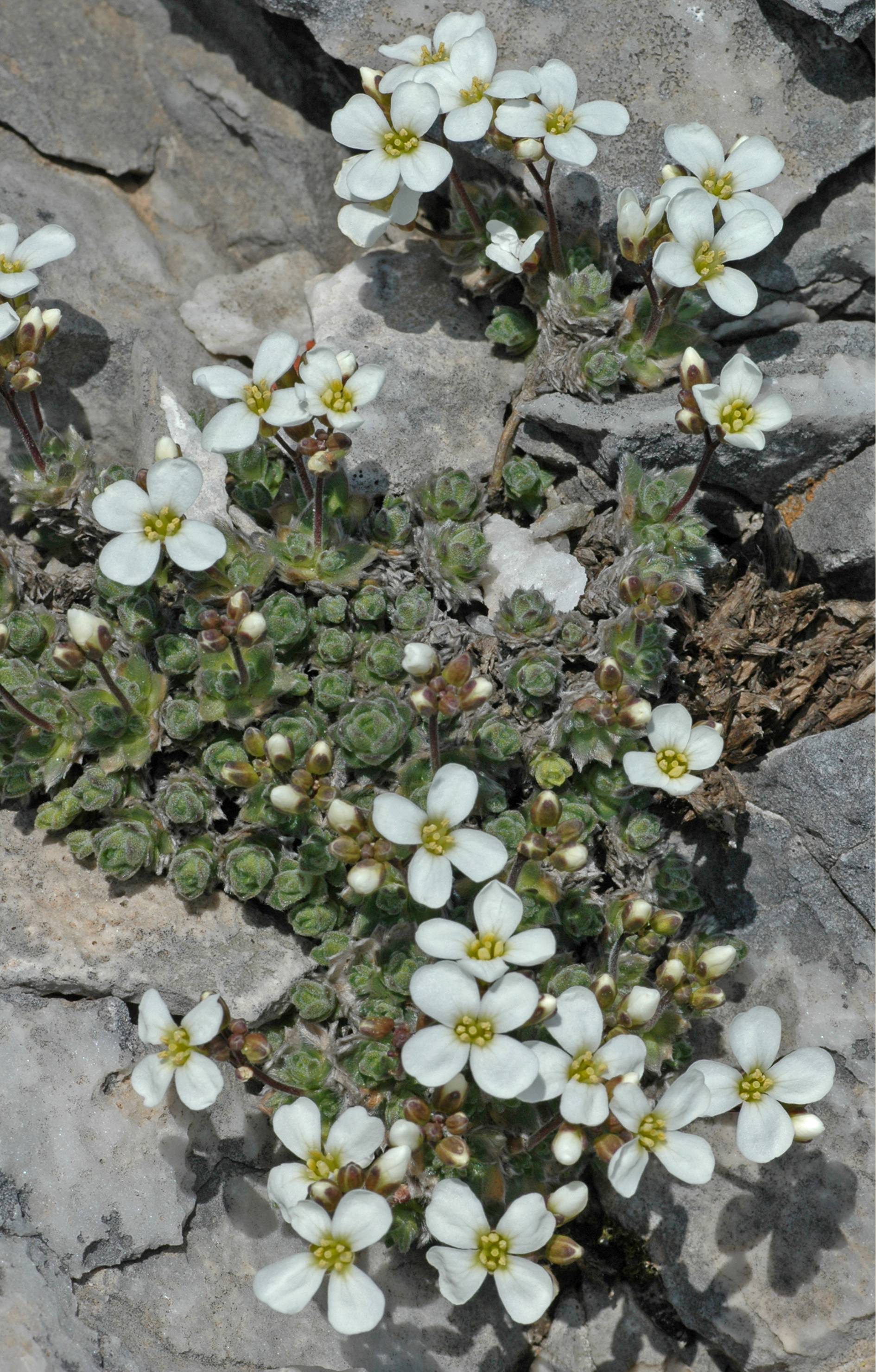 https://media.e-taxonomy.eu/flora-greece/large/Plate_06/ArabisBryoides18.jpg