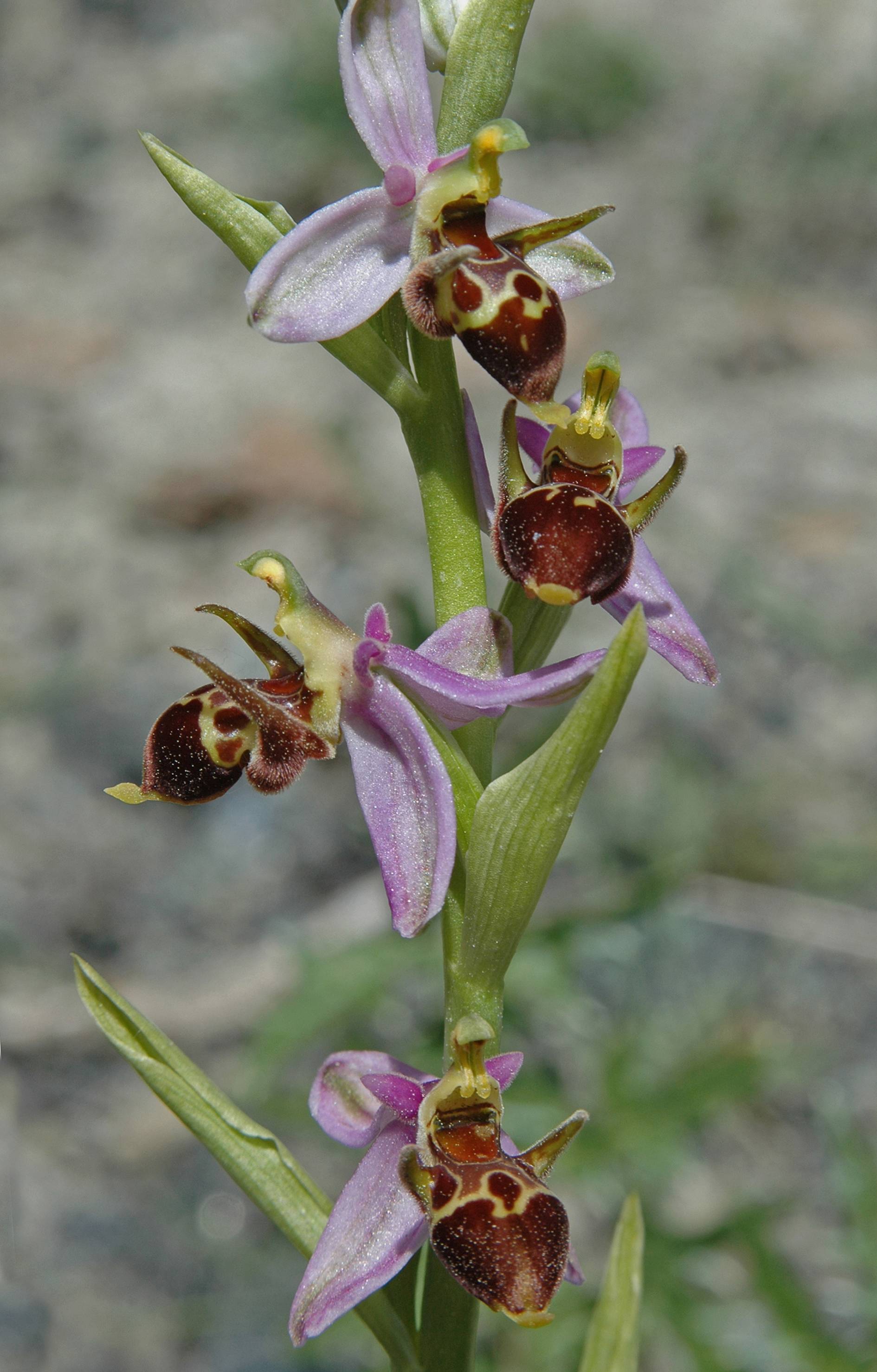 https://media.e-taxonomy.eu/flora-greece/large/Plate_17/OphrysScolopaxCornuta15.jpg