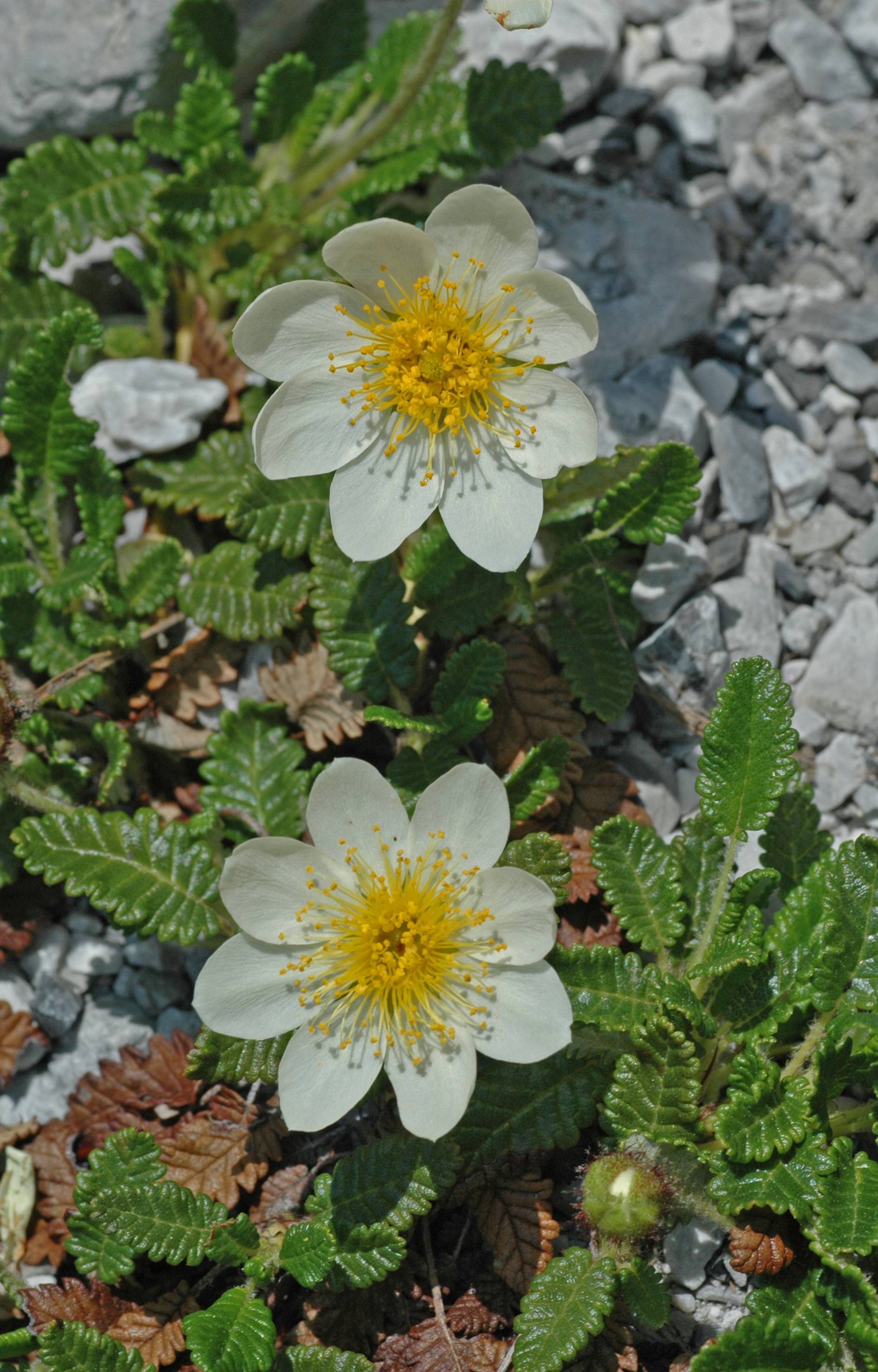 https://media.e-taxonomy.eu/flora-greece/large/Plate_21/DryasOctopetala10.jpg