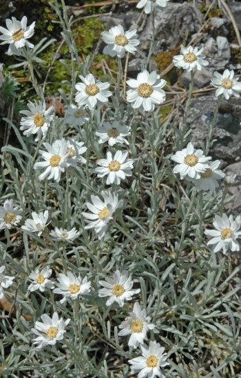 https://media.e-taxonomy.eu/flora-greece/medium/Plate_03/AchilleaAgeratifolia18.jpg