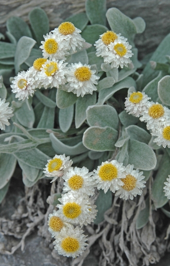 https://media.e-taxonomy.eu/flora-greece/medium/Plate_04/HelichrysumSibthorpii8.jpg