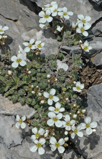 https://media.e-taxonomy.eu/flora-greece/medium/Plate_06/ArabisBryoides18.jpg