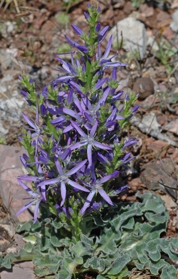 https://media.e-taxonomy.eu/flora-greece/medium/Plate_07/AsyneumaVirgatum6.jpg