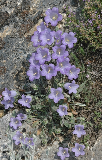 https://media.e-taxonomy.eu/flora-greece/medium/Plate_07/CampanulaFormanekiana12.jpg