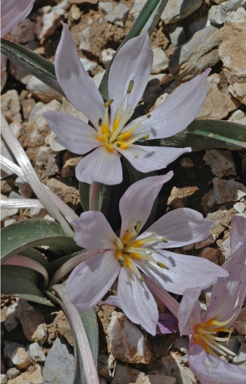 https://media.e-taxonomy.eu/flora-greece/medium/Plate_09/ColchicumTriphyllum14.jpg