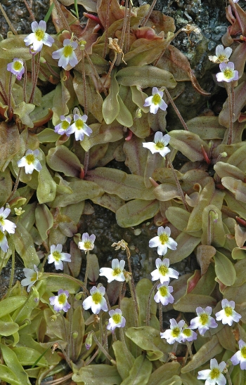 https://media.e-taxonomy.eu/flora-greece/medium/Plate_15/PinguiculaCrystallinaHirtiflora26.jpg