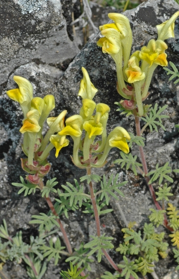 https://media.e-taxonomy.eu/flora-greece/medium/Plate_15/ScutellariaOrientalis19.jpg