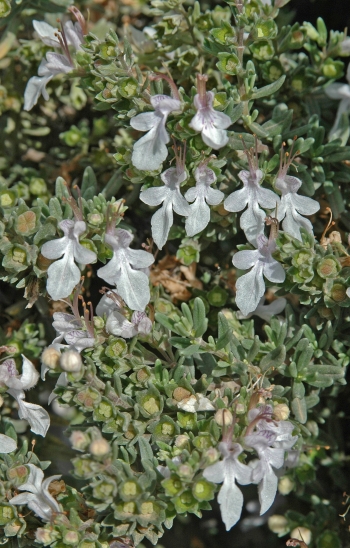 https://media.e-taxonomy.eu/flora-greece/medium/Plate_15/TeucriumBrevifolium12.jpg