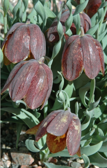 https://media.e-taxonomy.eu/flora-greece/medium/Plate_16/FritillariaEpirotica10.jpg