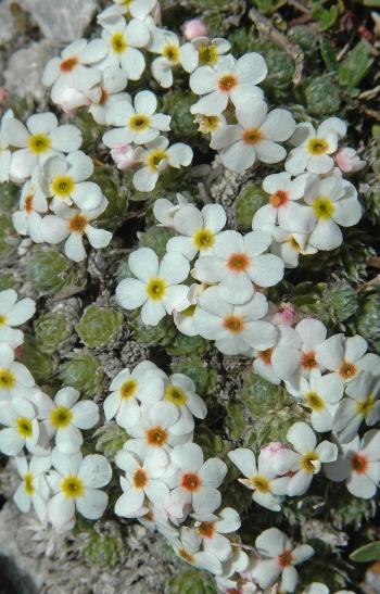 https://media.e-taxonomy.eu/flora-greece/medium/Plate_19/AndrosaceVillosa3.jpg