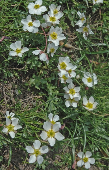 https://media.e-taxonomy.eu/flora-greece/medium/Plate_20/RanunculusCacuminis12.jpg