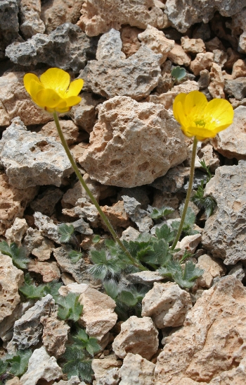 https://media.e-taxonomy.eu/flora-greece/medium/Plate_20/RanunculusRadinotrichus_Fournaraki.jpg