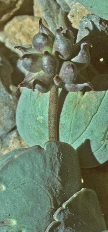 https://media.e-taxonomy.eu/flora-greece/thumbs/Plate_20/RanunculusBrevifolius15.jpg
