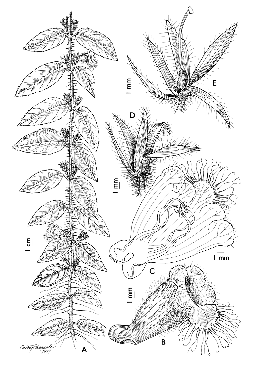 https://media.e-taxonomy.eu/flora-guianas/fotg-a-26-176.gif