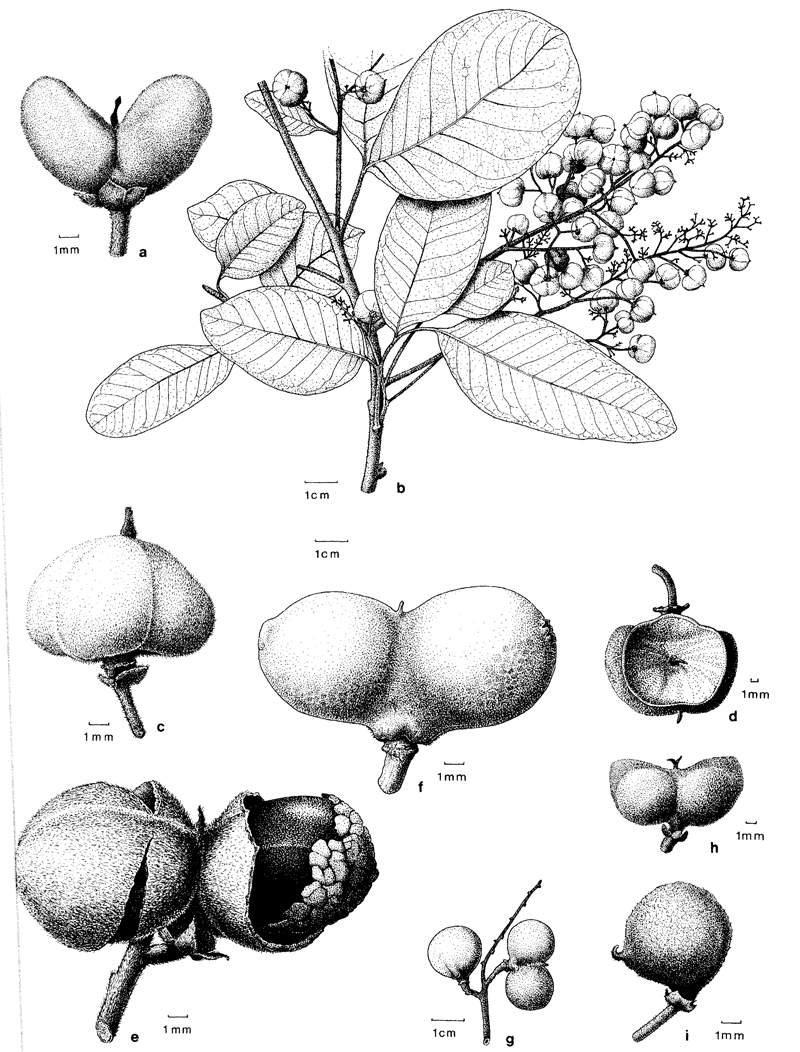 https://media.e-taxonomy.eu/flora-malesiana/fm-1-11-349.gif
