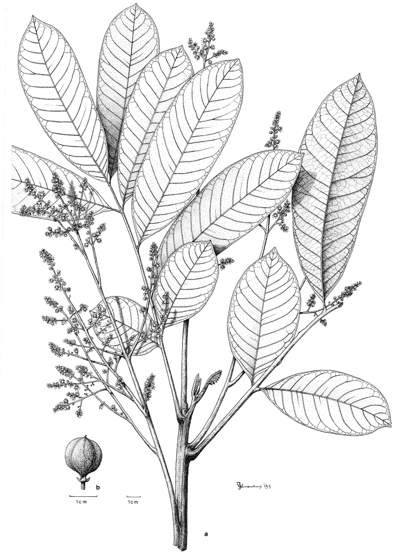 https://media.e-taxonomy.eu/flora-malesiana/fm-1-11-372.gif