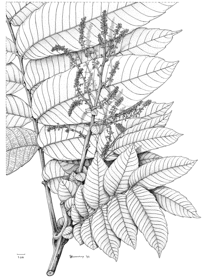 https://media.e-taxonomy.eu/flora-malesiana/fm-1-11-410.gif
