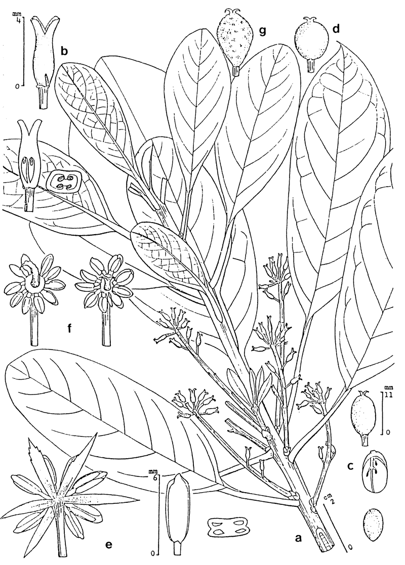 https://media.e-taxonomy.eu/flora-malesiana/fm-1-13-37.gif