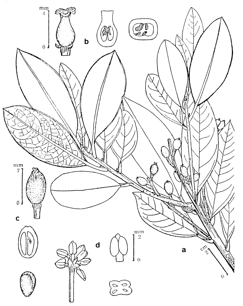 https://media.e-taxonomy.eu/flora-malesiana/fm-1-13-41.gif