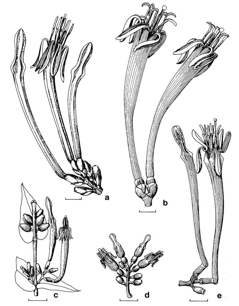 https://media.e-taxonomy.eu/flora-malesiana/fm-1-13-83.gif