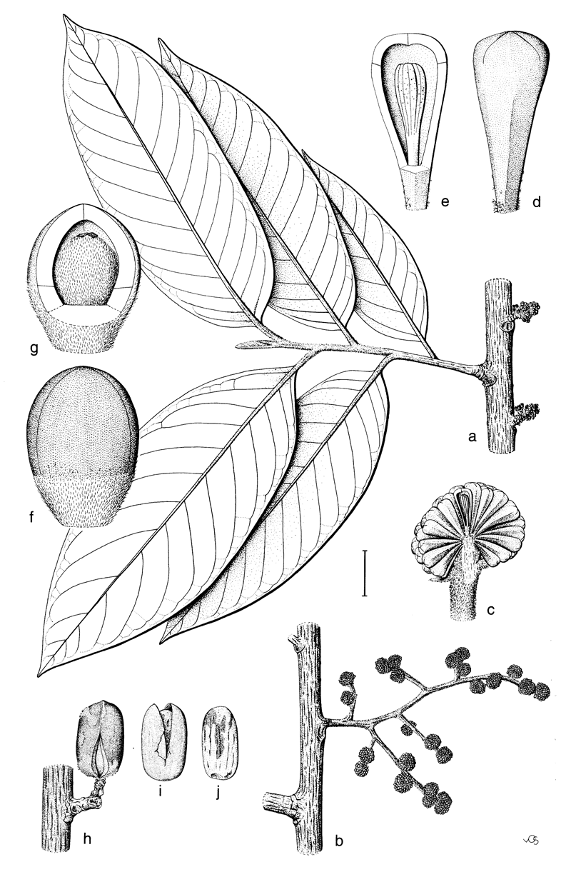 https://media.e-taxonomy.eu/flora-malesiana/fm-1-14-3196.gif
