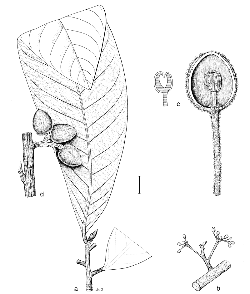 https://media.e-taxonomy.eu/flora-malesiana/fm-1-14-3269.gif
