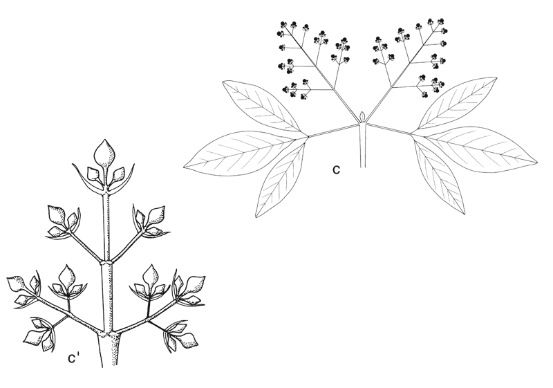 https://media.e-taxonomy.eu/flora-malesiana/fm-1-16-3284.gif