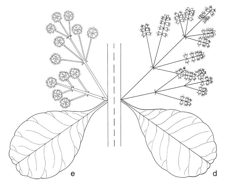 https://media.e-taxonomy.eu/flora-malesiana/fm-1-16-3285.gif