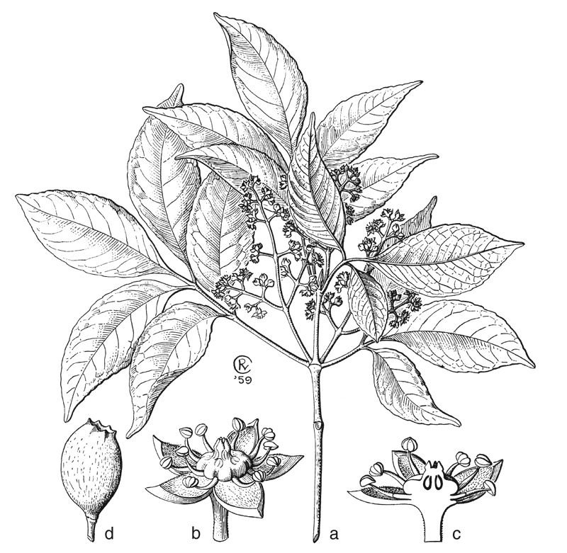 https://media.e-taxonomy.eu/flora-malesiana/fm-1-16-3293.gif