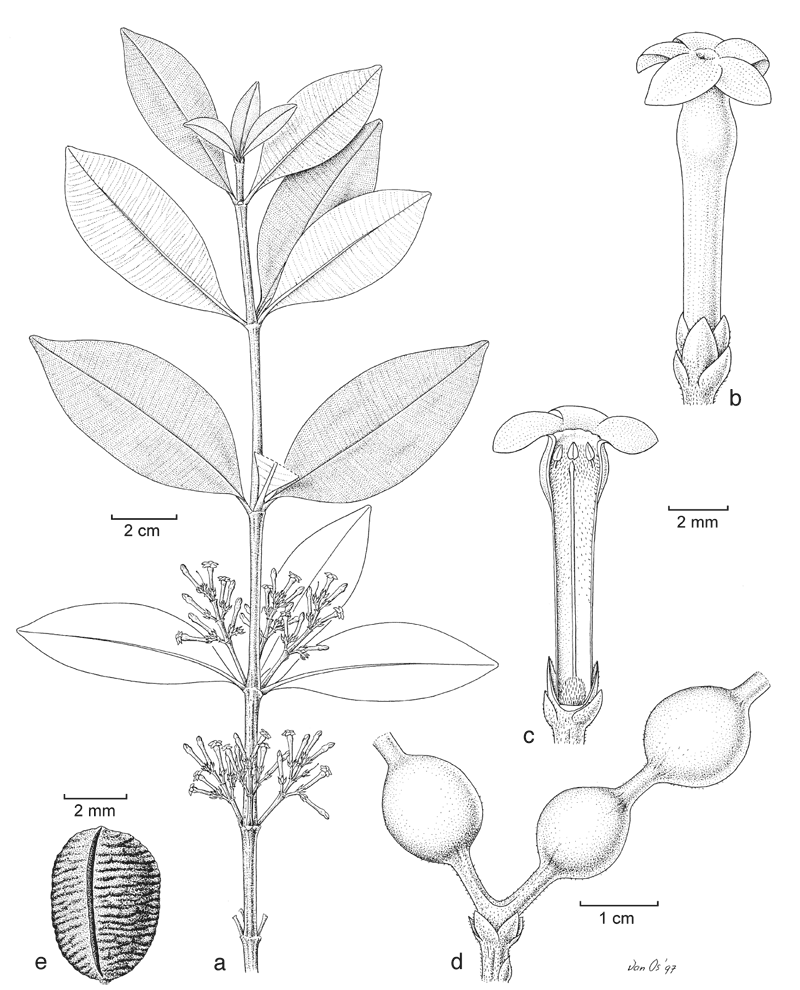 https://media.e-taxonomy.eu/flora-malesiana/fm-1-18-3532.gif