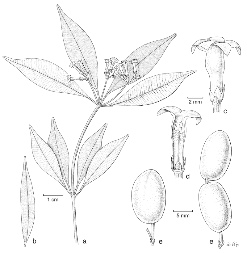 https://media.e-taxonomy.eu/flora-malesiana/fm-1-18-3537.gif