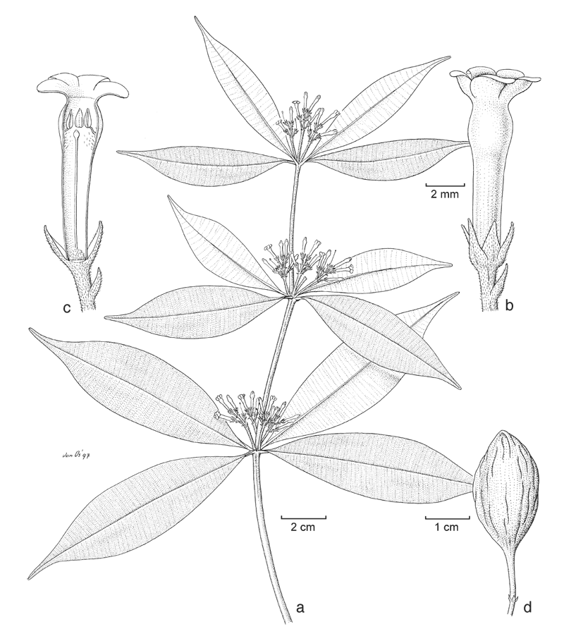 https://media.e-taxonomy.eu/flora-malesiana/fm-1-18-3541.gif