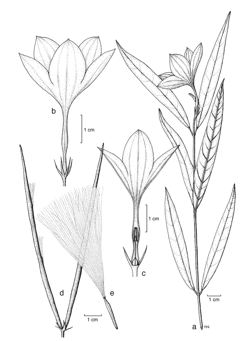 https://media.e-taxonomy.eu/flora-malesiana/fm-1-18-3613.gif