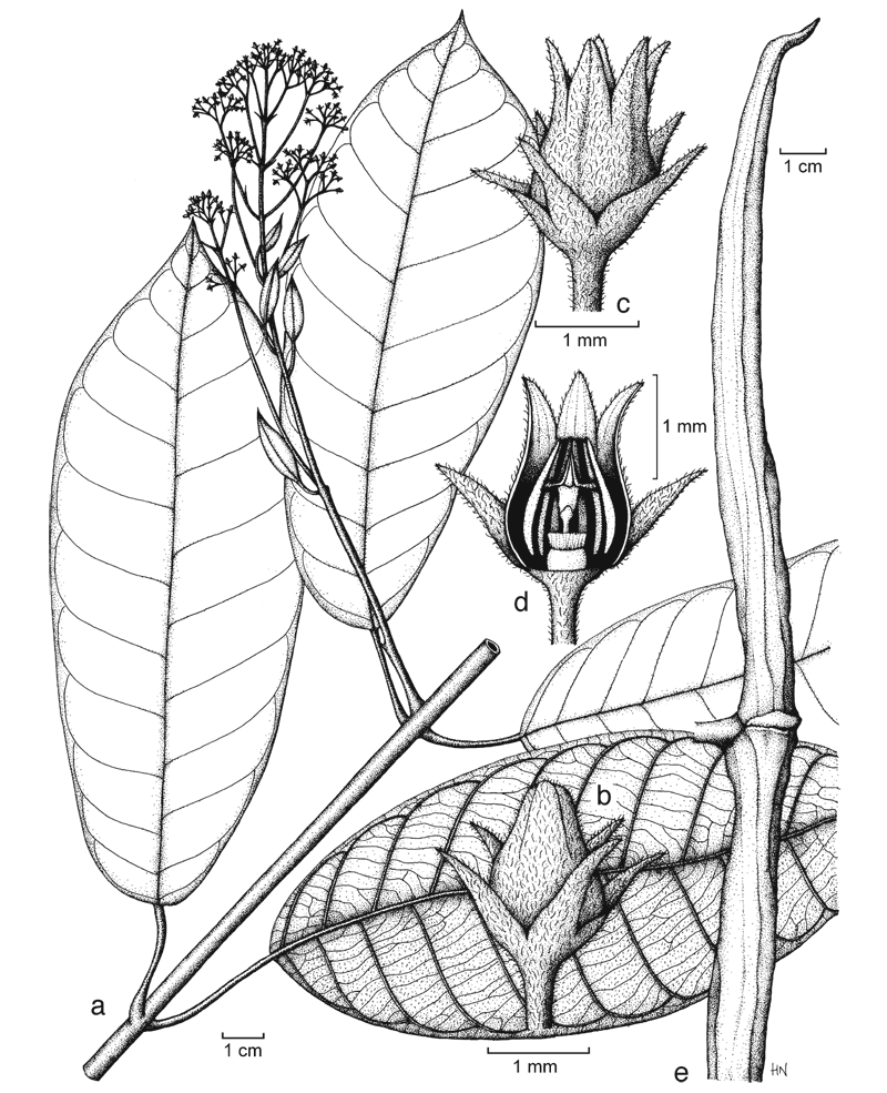 https://media.e-taxonomy.eu/flora-malesiana/fm-1-18-3624.gif