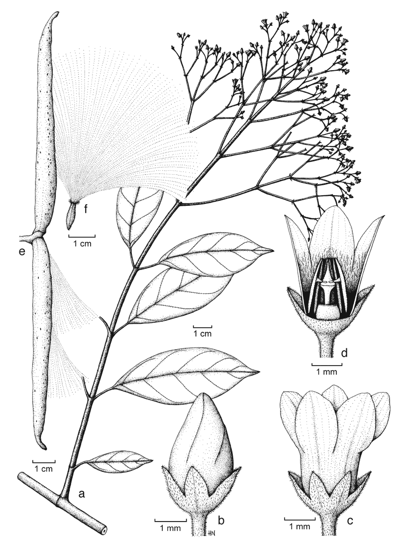 https://media.e-taxonomy.eu/flora-malesiana/fm-1-18-3628.gif